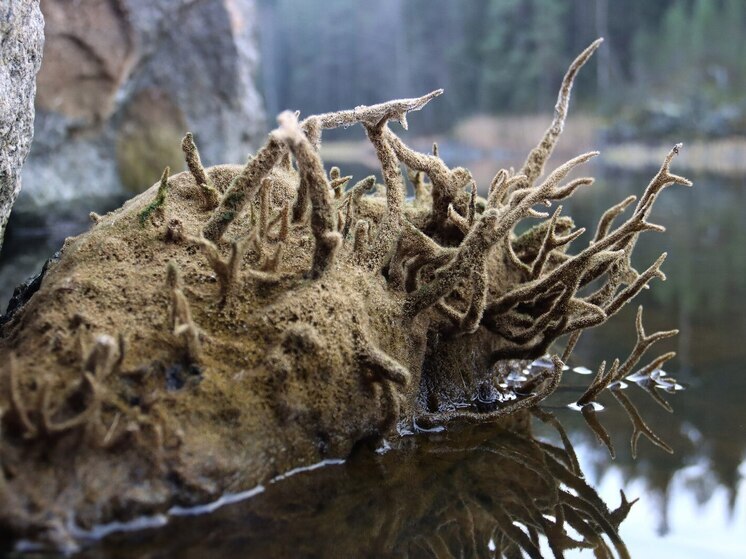 В Карелии обнаружили ранее не виданный живой организм