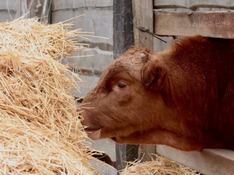 Животноводы Калмыкии готовы к зимовке