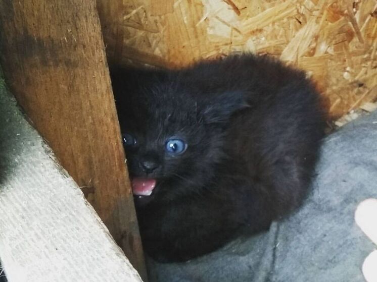 Юные ленинградцы принесли корм для бездомных животных в отделение МФЦ