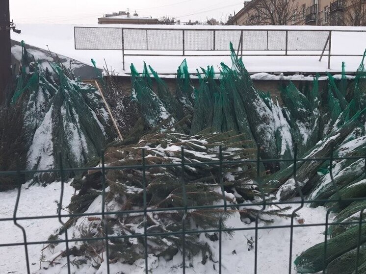 Жителям Ленобласти рассказали, как бесплатно получить новогоднюю ель