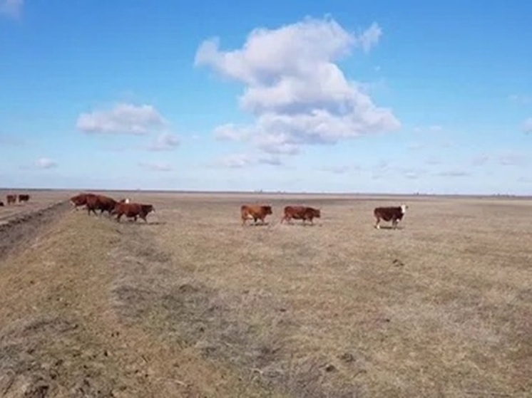 В Калмыкии выявили 90 нарушений на бойнях и фермах