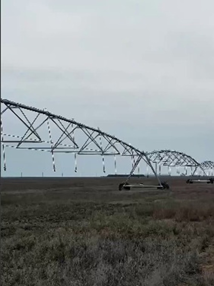 В Калмыкии хотят наращивать кормопроизводство