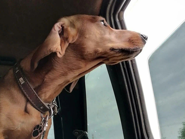 В нескольких районах Краснодара проведут отлов безнадзорных собак