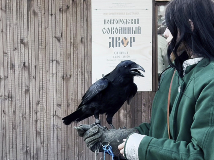 Новгородский ворон Топа стал звездой Первого канала