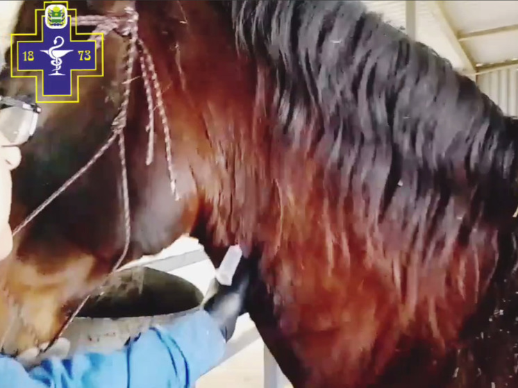 Лошадей «Брянской мясной компании» проверили калужские ветеринары