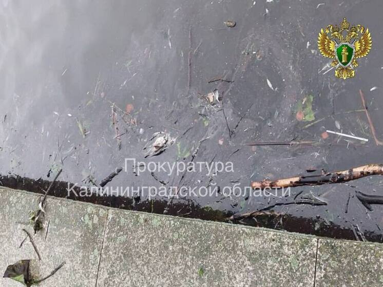 Прокуратура начала проверку фактов о загрязнении Верхнего озера в Калининграде