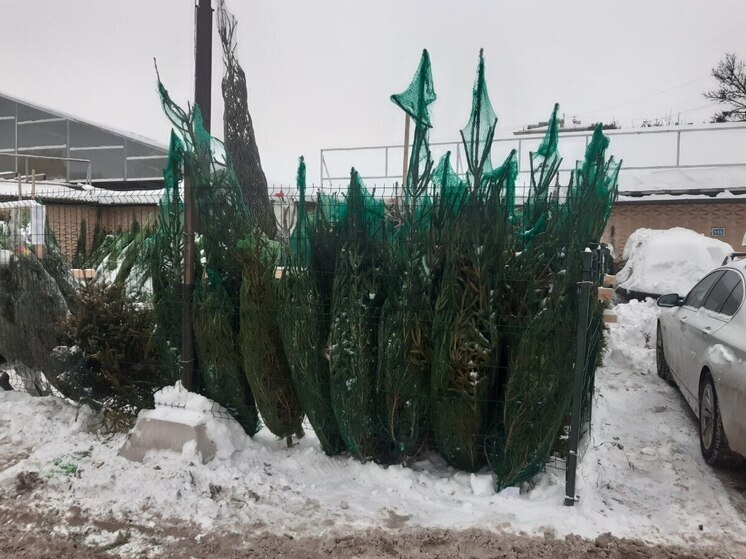 Новый год приближается, и новгородцы, которым нравятся настоящие живые елки, уже задумываются о покупке новогоднего деревца