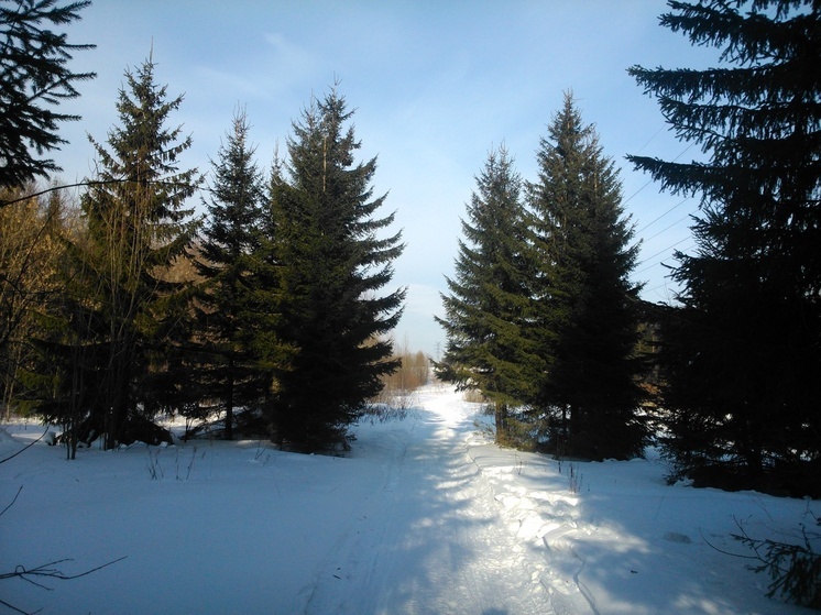 В городских лесах Перми начали охранять елки от незаконной вырубки