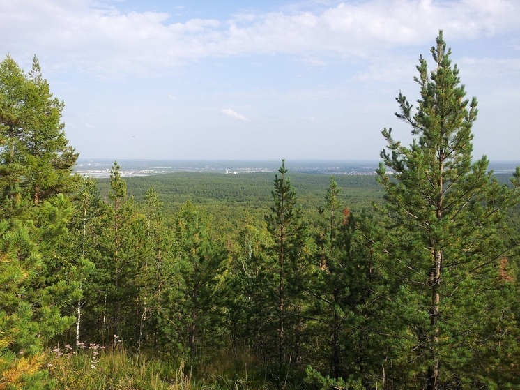 Минприроды с 16 декабря разрешило свердловчанам рубить ёлки в лесах