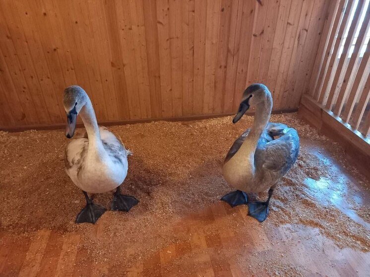В самарский парк Металлургов привезли и сняли на фото двух лебедей из Отрадного