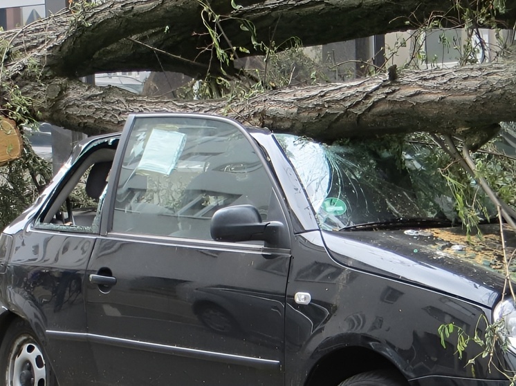 В Воронеже около 40 обращений в 112 поступило из-за упавших деревьев