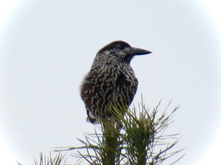 Предсказывают морозную зиму: в лесах Марий Эл появились кедровки