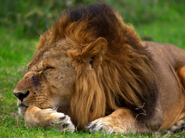 Умер лев из Васильевского зоопарка, раненый при обстреле ВСУ