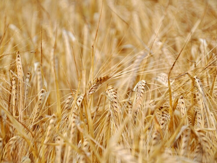 Липецкая область экспортировала за рубеж свыше 1,5 млн тонн продукции АПК