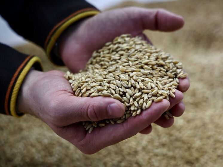 Рекорд за 30 лет: аграрии Челябинской области собрали почти 2,4 млн тонн зерна