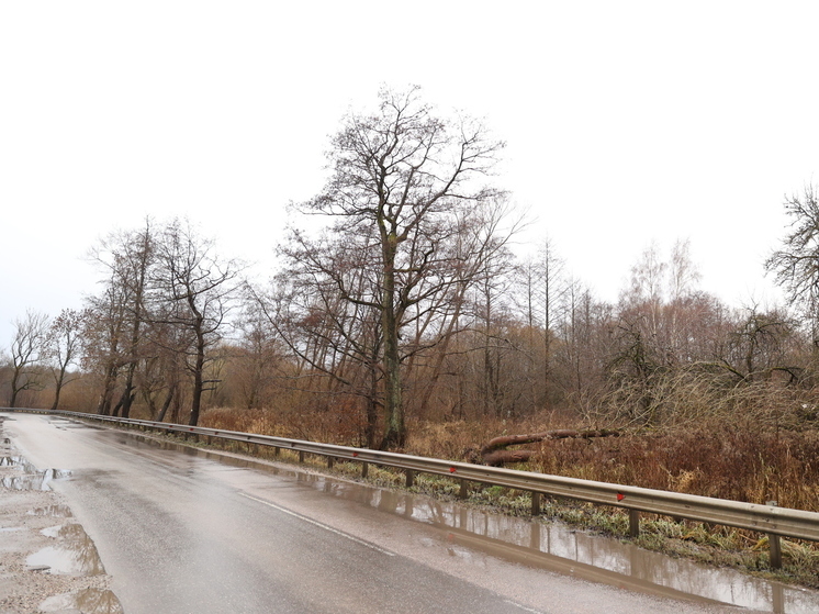 Жители Прегольского проезда пожаловались на мешающие пни на обочинах