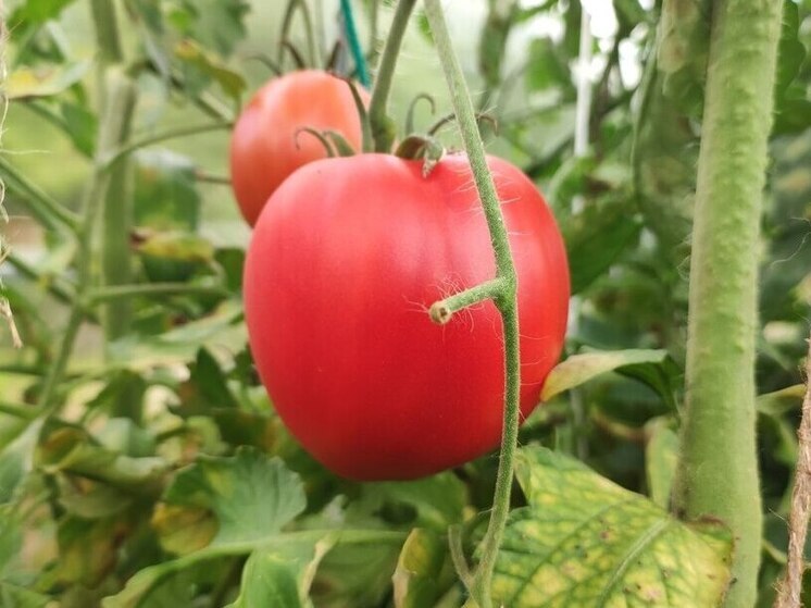 Огородники захватили землю напротив офиса занятости инвалидов в Калининграде