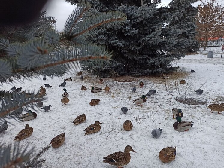 Морозы пришли во Владимирскую область