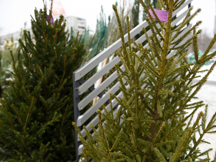 Серпухов держится за живую ёлку: в городе откроют девять базаров