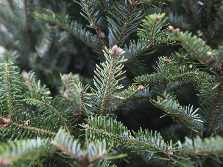 Хаминский: штраф за срубленную ёлку может достигать 500 тысяч рублей