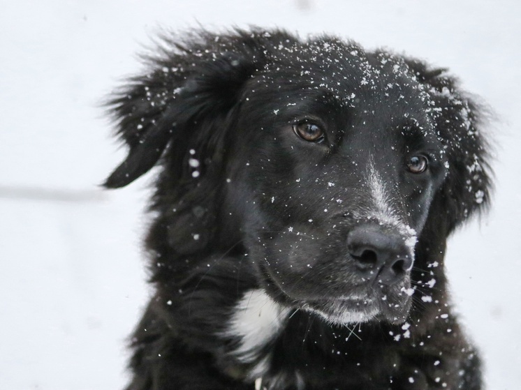 За площадку для выгула собак на Кирова борются жители Владивостока