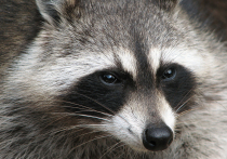 Пьяного енота, который устроил погром в винном магазине в США, подозревают в других взломах