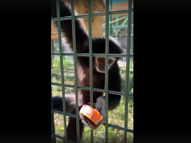 Гиббон Личи из зоопарка Белгорода отмечает день рождения