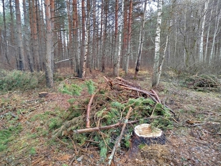 Прокуратура наказала лесорубов во Владимирской области