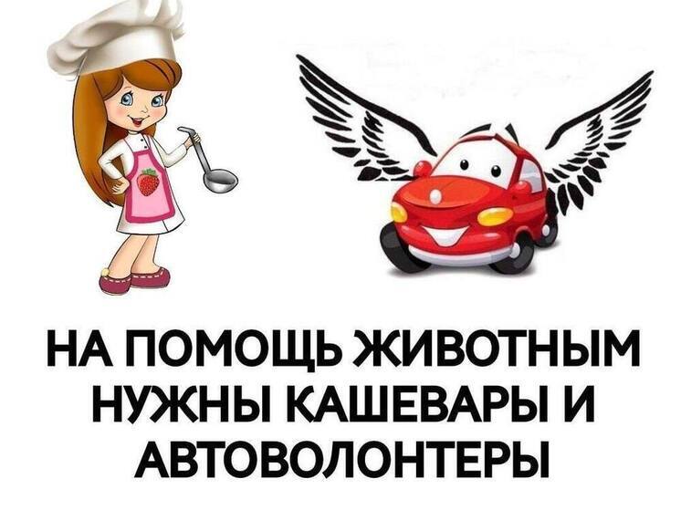 Требуются кашевары: зооволонтеры Ноябрьска просят помощь