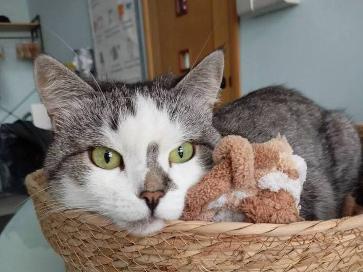 В Воронеже кошка Носик после пожара борется за жизнь в клинике