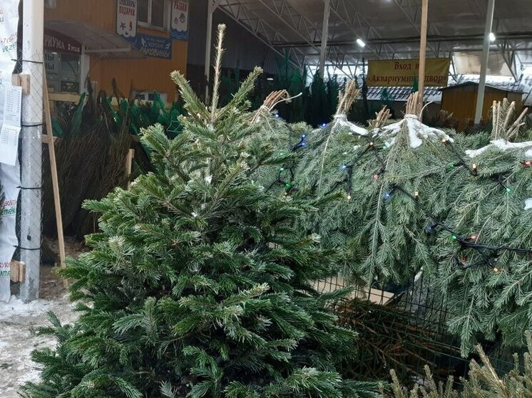  Рейды по елочным базарам пройдут в Хакасии с 15 декабря
