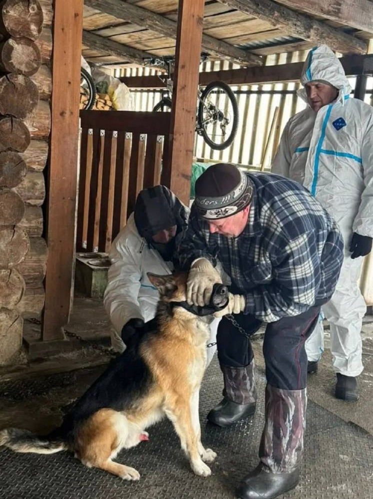 В Томском районе началась срочная вакцинация домашних животных в очаге бешенства