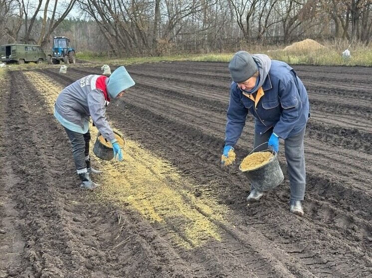 Лесхозы Липецкой области перевыполнили план по посеву семян