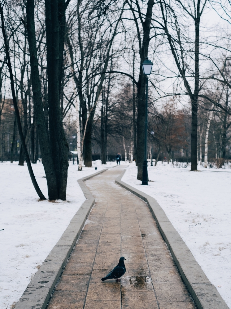 Тамбовская погода: от легких морозов к оттепели и слякоти