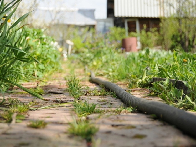 Тысячи клещей энтомофагов доставили на Средний Урал, чтобы спасти урожай