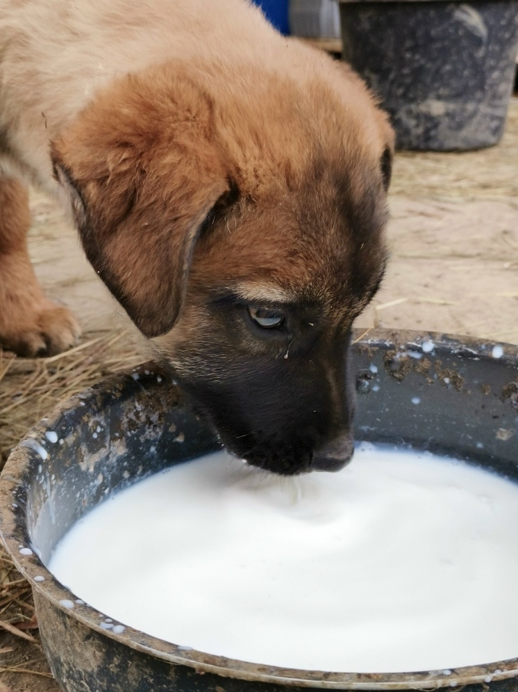 В калужских Горбёнках к Новому году дарят четвероногих друзей