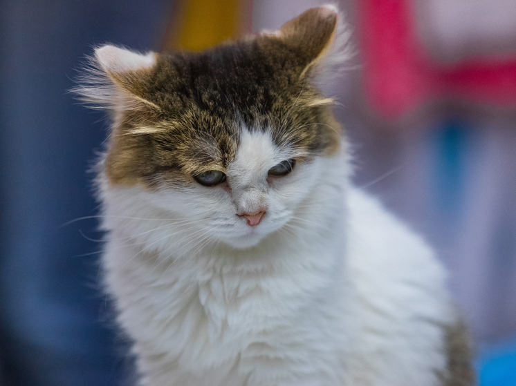 Приметы на день Аввакума: что нельзя делать 15 декабря 2025 года