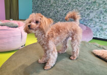 Эти собаки пользуются сегодня бешеной популярностью у россиян