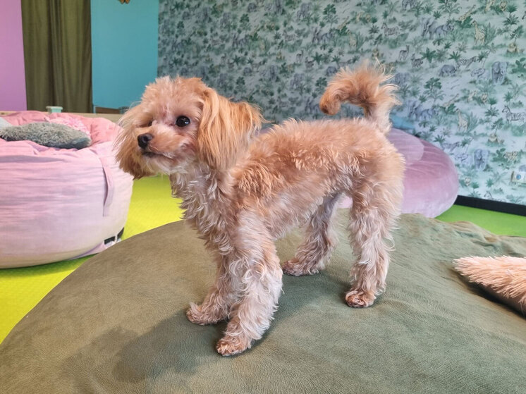 Эти собаки пользуются сегодня бешеной популярностью у россиян