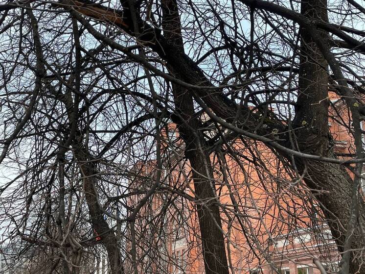 В Светлогорске ради отеля спилят почти 400 деревьев