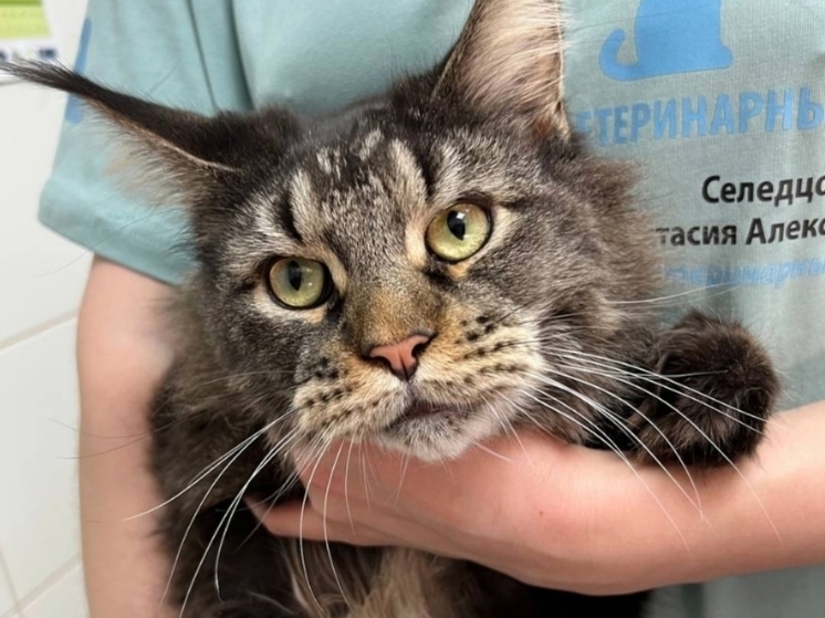 Липецкие ветеринары извлекли резиновую игрушку из тела кота