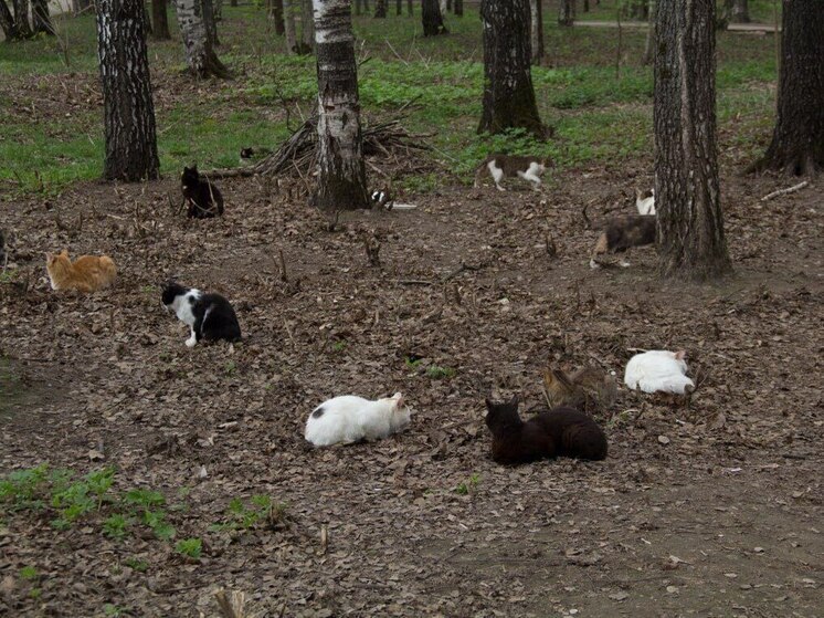 Юные каратисты из Луги привезли корм и наполнители в приют для животных «Симба»