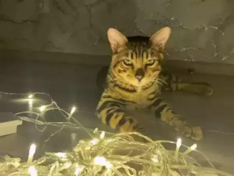 В Ростове жители нескольких улиц остались без света