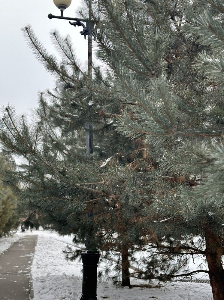 Погода на 15 декабря: Приморье встречает морозную неделю