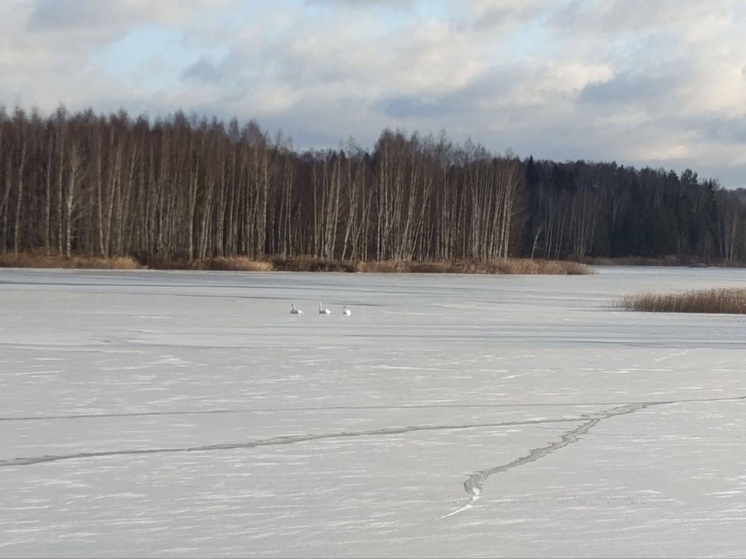 В Ярославском районе три лебедя примерзли ко льду