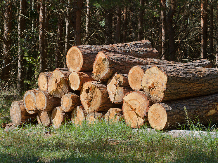 Космическая съемка зафиксировала уменьшение незаконных рубок в России на 30%