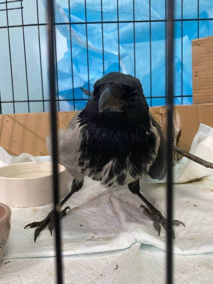 Ворон Клювослав выжил в Салехарде благодаря неравнодушной семье северян