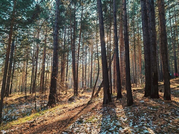 В Бурятии снизились объёма незаконных рубок леса