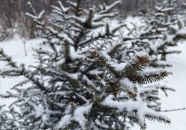 Продолжаем следить за геомагнитным полем в регионе
«МК во Владивостоке» продолжает информировать о состоянии геомагнитного поля в регионе