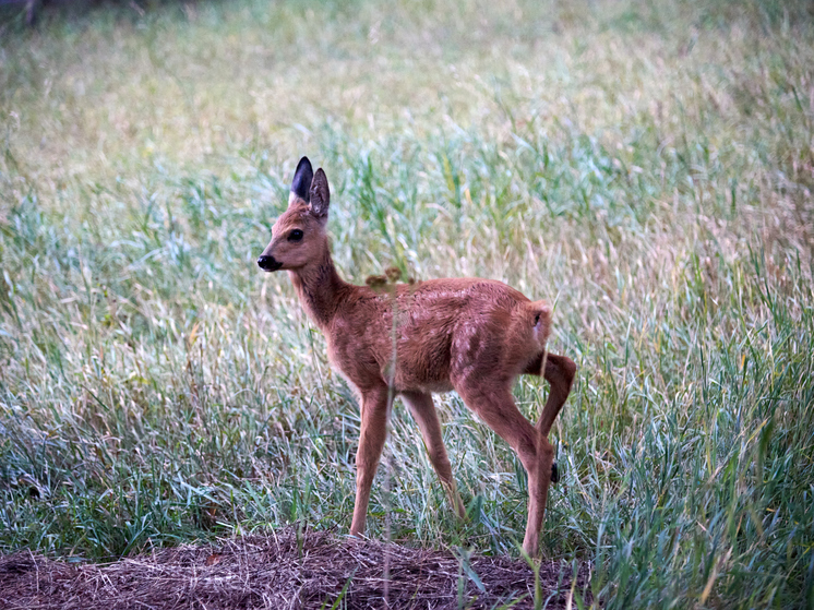 Суд в Новосибирской области вынес приговор браконьерам, в числе которых был бывший полицейский